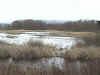 Wetland.JPG (262120 bytes)